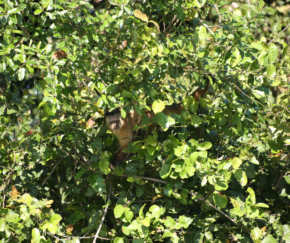 primata-cebidae-sapajus-apella-black-cpaped-capuchin-1v5z3837