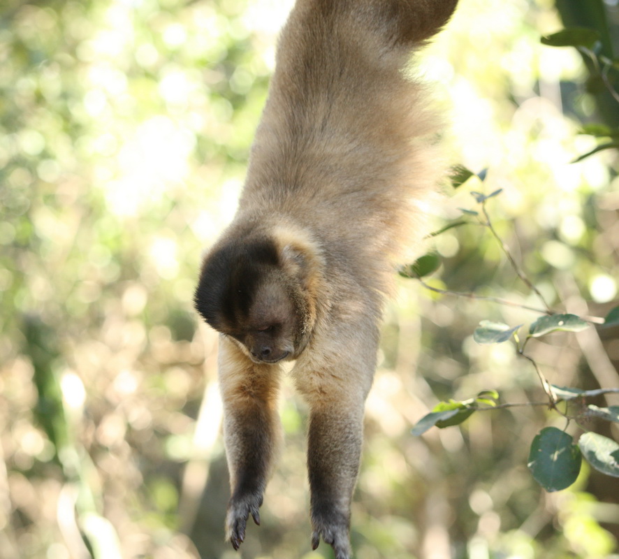 primata-cebidae-sapajus-apella-black-cpaped-capuchin-1v5z4730