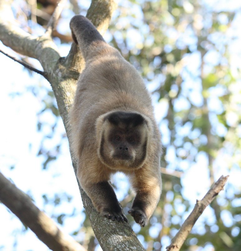 primata-cebidae-sapajus-apella-black-cpaped-capuchin-1v5z4791