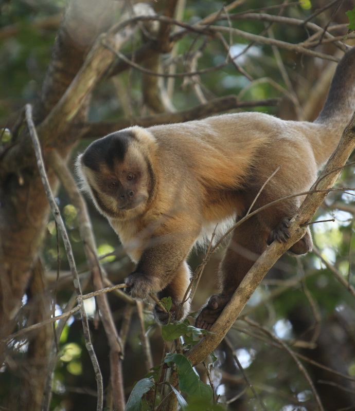 primata-cebidae-sapajus-apella-black-cpaped-capuchin-1v5z4804