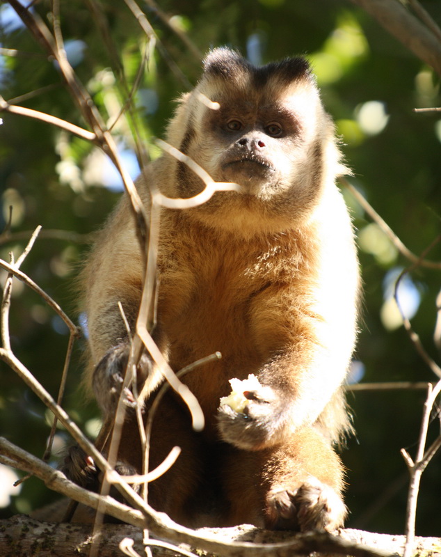 primata-cebidae-sapajus-apella-black-cpaped-capuchin-1v5z4834