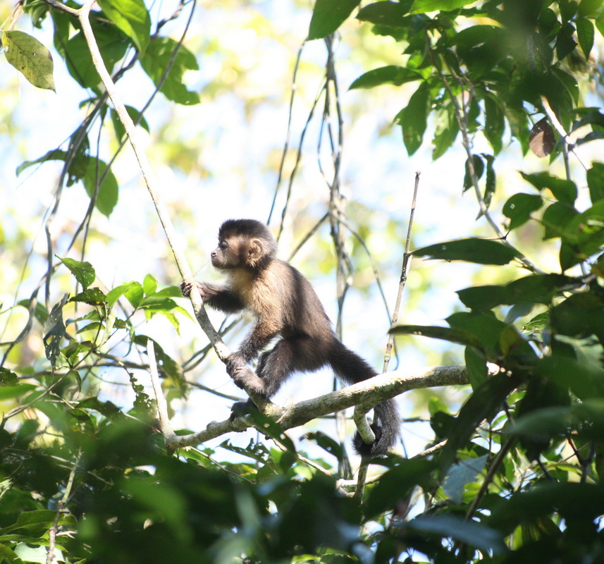primata-cebidae-sapajus-apella-black-cpaped-capuchin-1v5z8313
