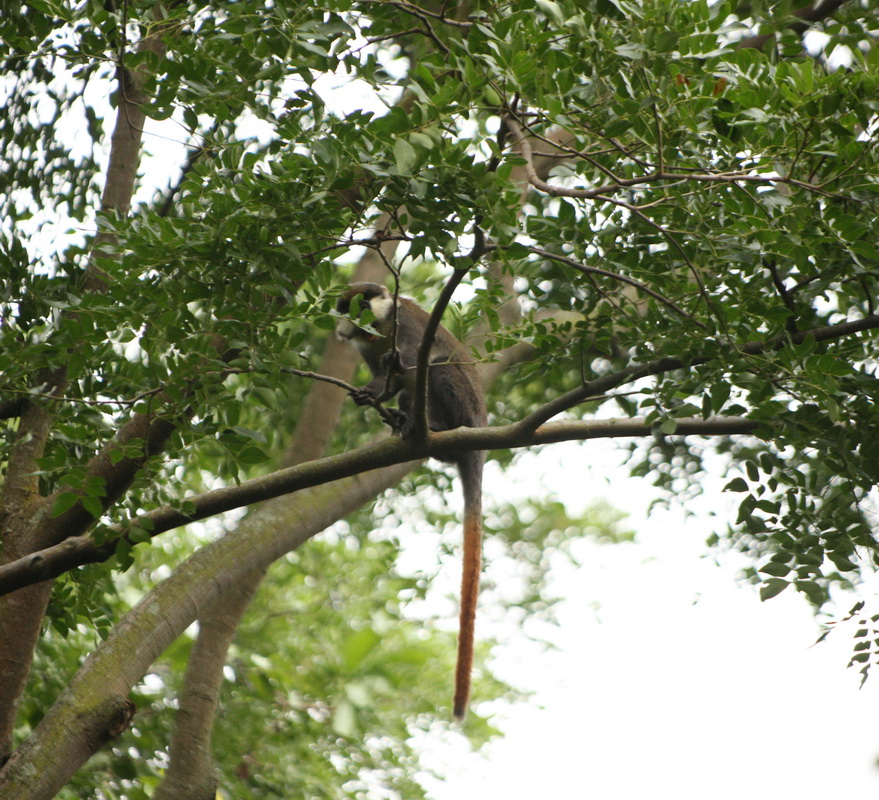 primata-cercopithecidea-cercopithecus-ascanius-red-tailed-monkey-1v5z1317