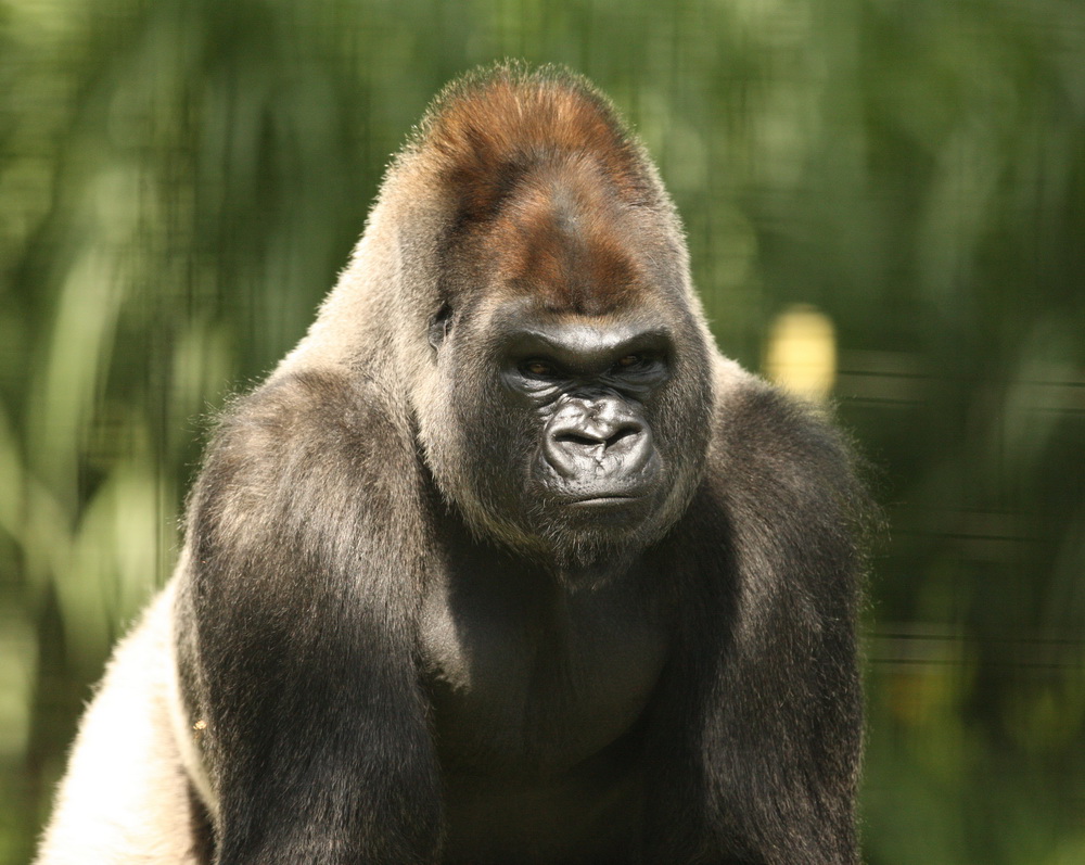 primata-hominidae-gorilla-gorilla-western-gorilla-1v5z0634