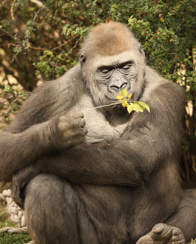 primata-hominidae-gorilla-gorilla-western-gorilla-1v5z1626