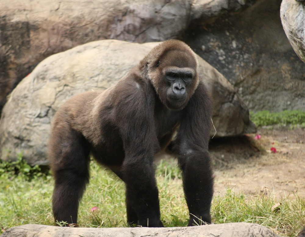 primata-hominidae-gorilla-gorilla-western-gorilla-1v5z6204