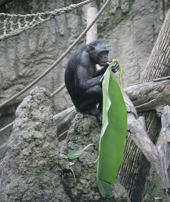 primata-hominidae-pan-paniscus-bonobo-xt4b7245