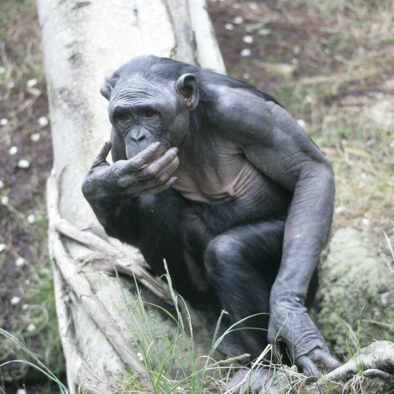 primata-hominidae-pan-paniscus-bonobo-xt4b7251
