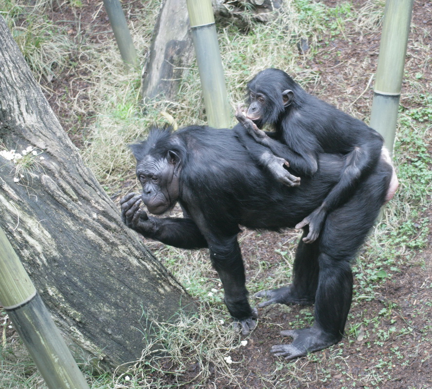 primata-hominidae-pan-paniscus-bonobo-xt4b7263