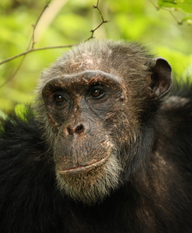 primata-hominidae-pan-troglodytes-chimpanzee-1v5z0038a_2