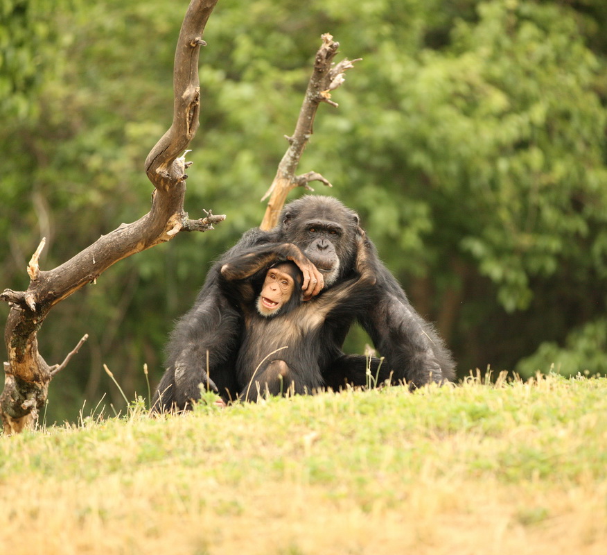 primata-hominidae-pan-troglodytes-chimpanzee-1v5z0109