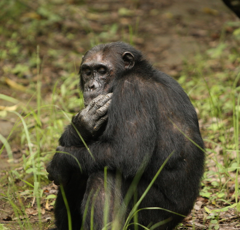 primata-hominidae-pan-troglodytes-chimpanzee-1v5z0130_2a