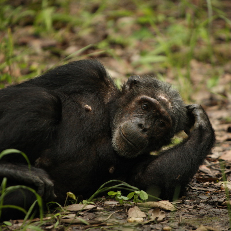 primata-hominidae-pan-troglodytes-chimpanzee-1v5z0387
