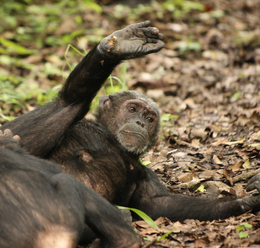 primata-hominidae-pan-troglodytes-chimpanzee-1v5z0545