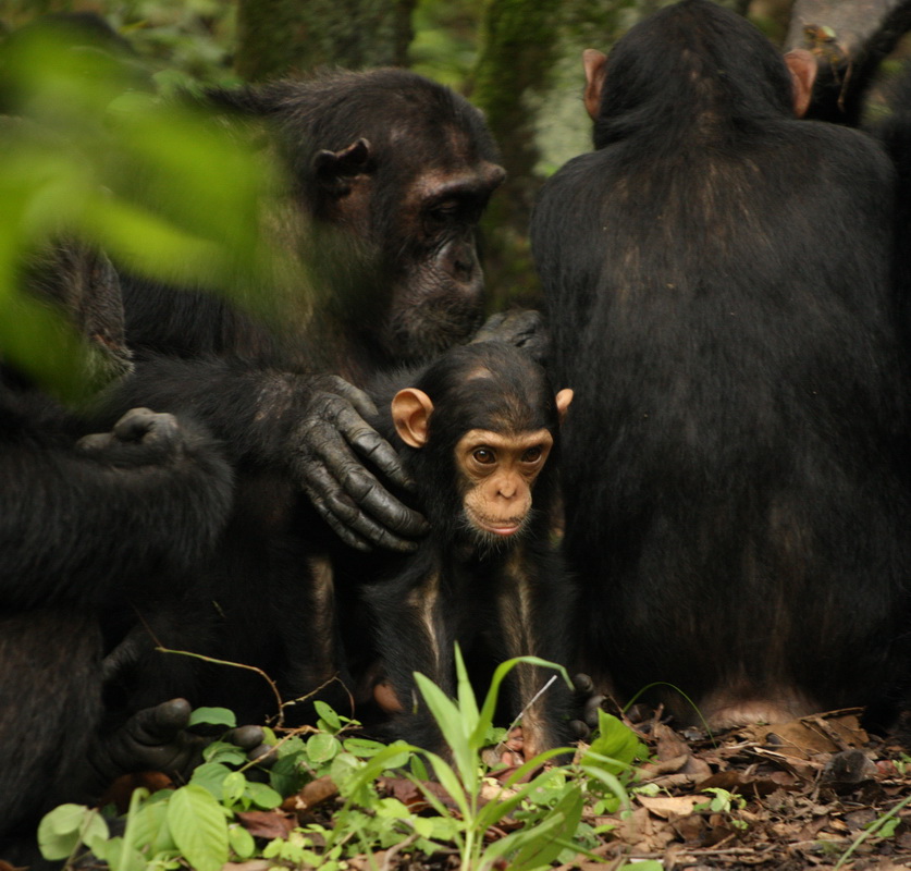 primata-hominidae-pan-troglodytes-chimpanzee-1v5z0555