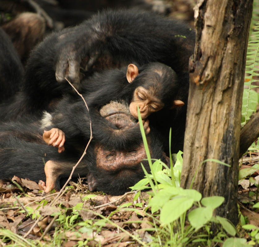 primata-hominidae-pan-troglodytes-chimpanzee-1v5z0602