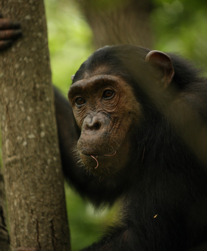 primata-hominidae-pan-troglodytes-chimpanzee-1v5z0669