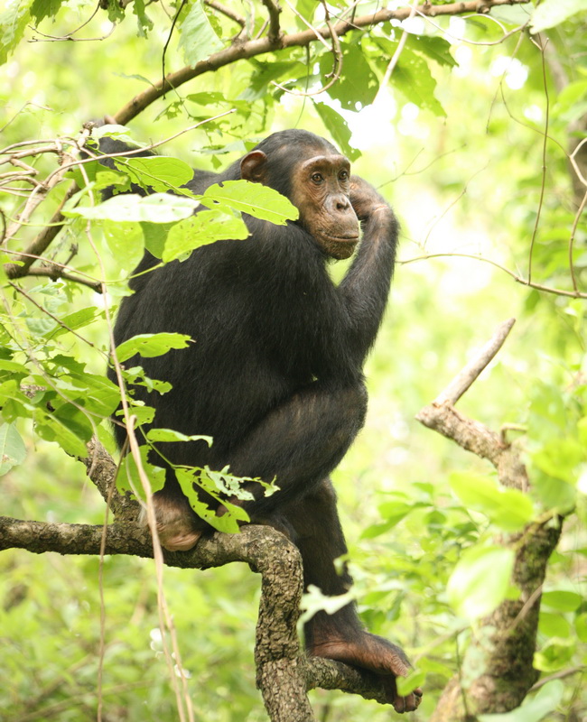 primata-hominidae-pan-troglodytes-chimpanzee-1v5z0760