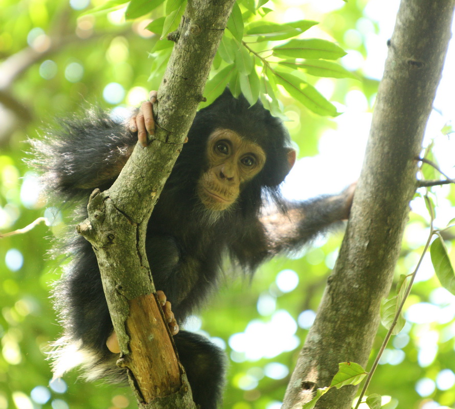 primata-hominidae-pan-troglodytes-chimpanzee-1v5z2095