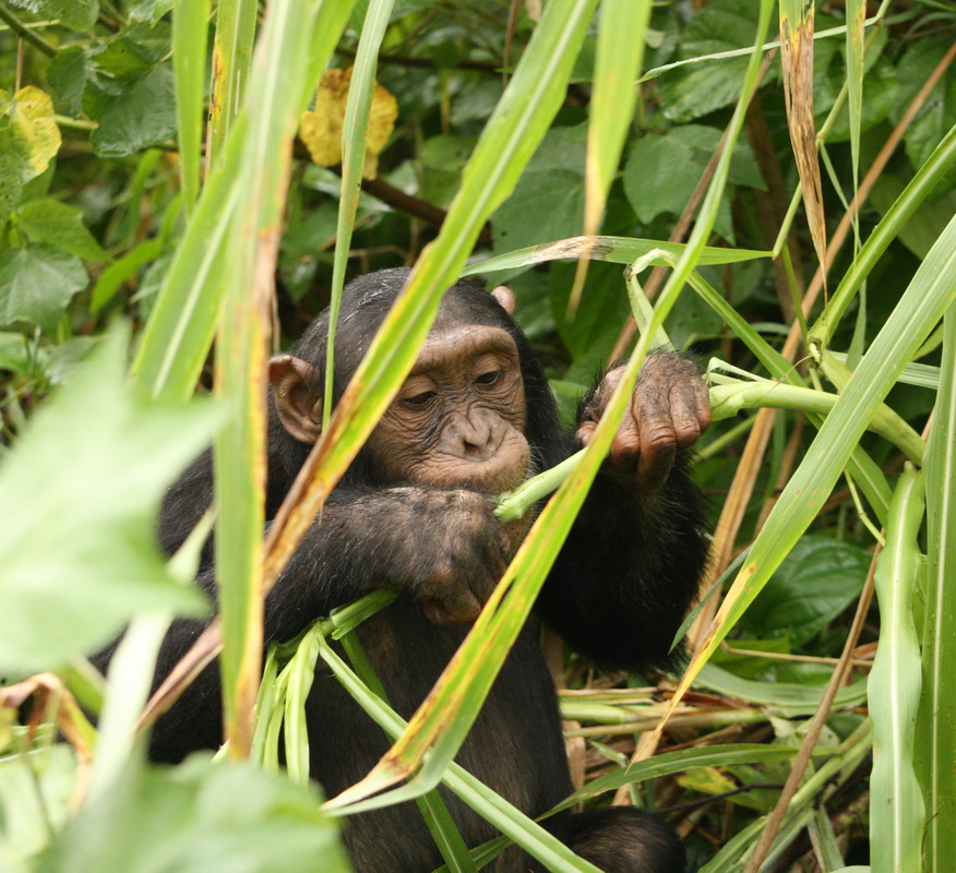 primata-hominidae-pan-troglodytes-chimpanzee-1v5z8445