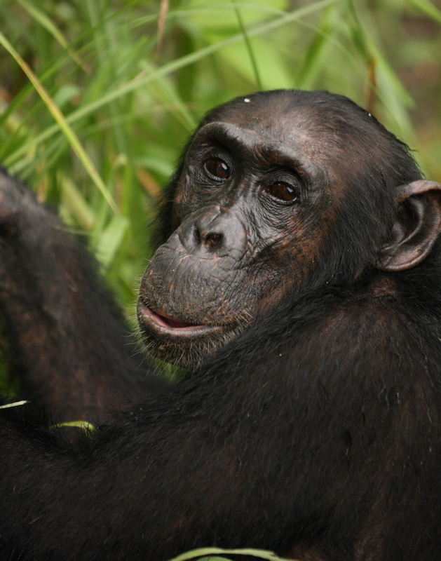 primata-hominidae-pan-troglodytes-chimpanzee-1v5z8476