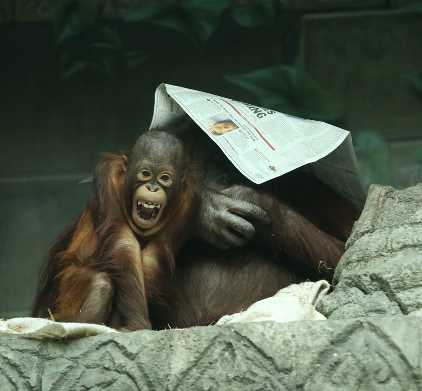 primata-hominidae-pongo-abelii-sumatran-orangutan-b01q1355