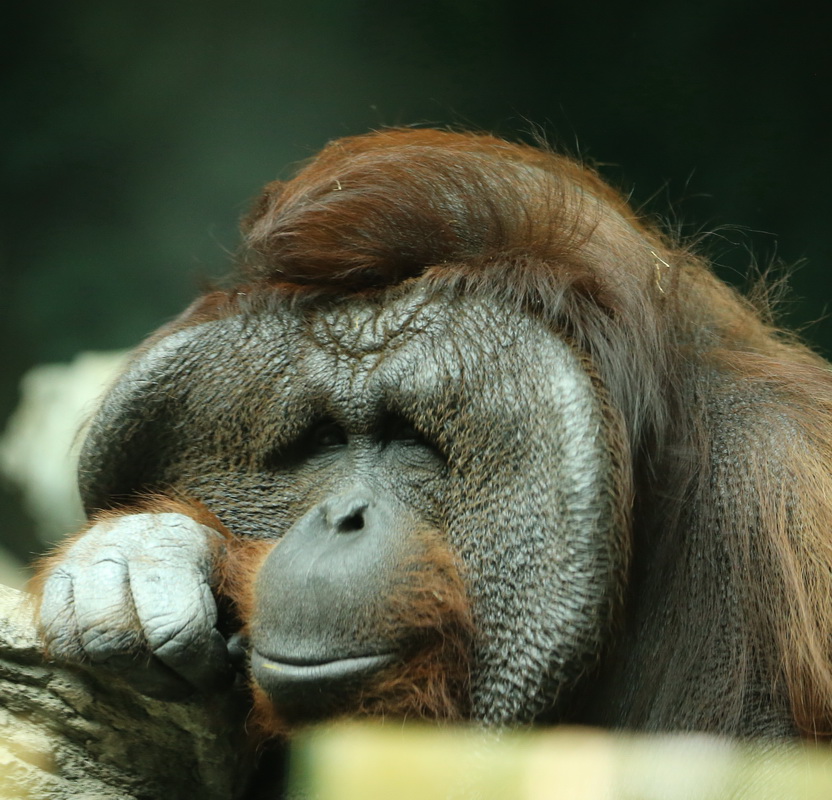 primata-hominidae-pongo-abelii-sumatran-orangutan-b01q1358
