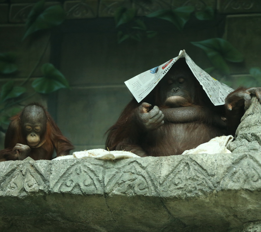 primata-hominidae-pongo-abelii-sumatran-orangutan-b01q1364