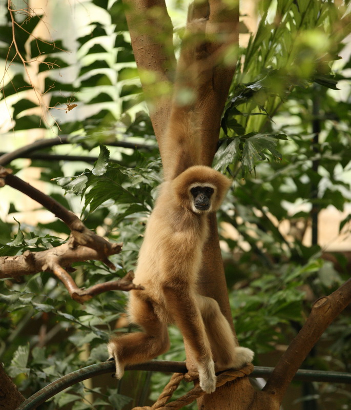 primata-hylobatidae-hylobates-lar-lar-gibbon-white-handed-gibbon-1v5z9704