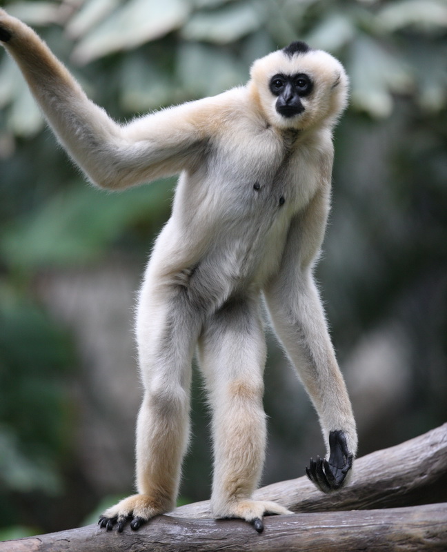 primata-hylobatidea-nomascus-gabriellae-yellow-cheeked-gibbon-1v5z2169
