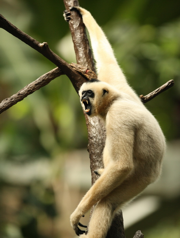 primata-hylobatidea-nomascus-gabriellae-yellow-cheeked-gibbon-1v5z2180