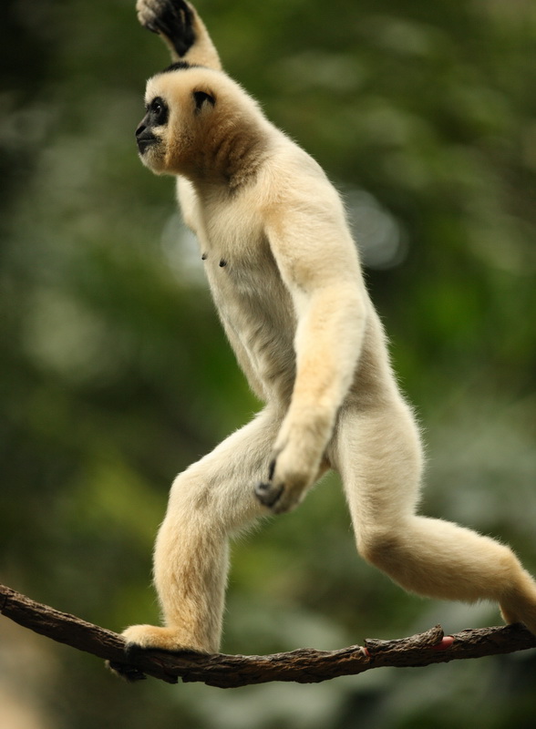 primata-hylobatidea-nomascus-gabriellae-yellow-cheeked-gibbon-1v5z2197