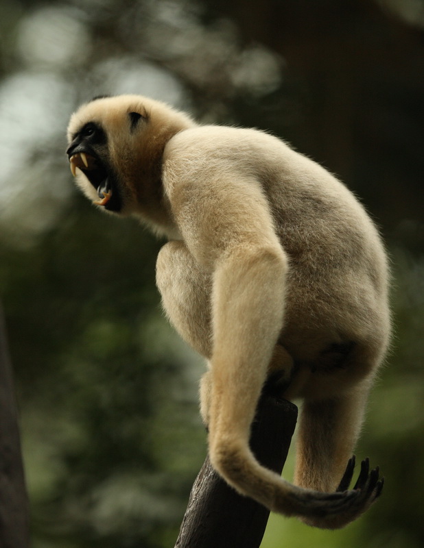 primata-hylobatidea-nomascus-gabriellae-yellow-cheeked-gibbon-1v5z2205