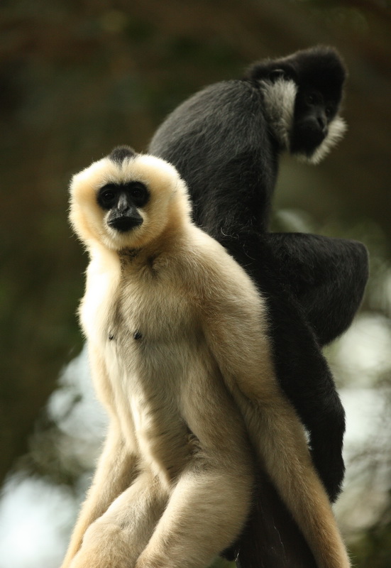 primata-hylobatidea-nomascus-gabriellae-yellow-cheeked-gibbon-1v5z2226