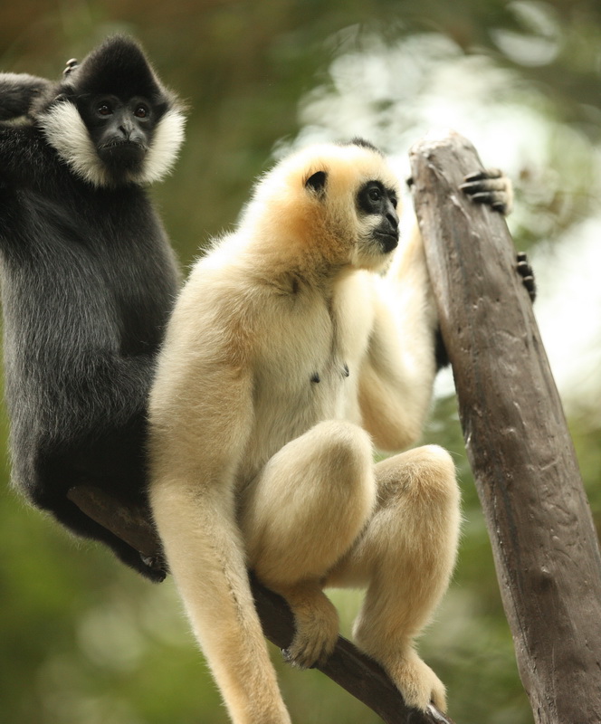 primata-hylobatidea-nomascus-gabriellae-yellow-cheeked-gibbon-1v5z2276