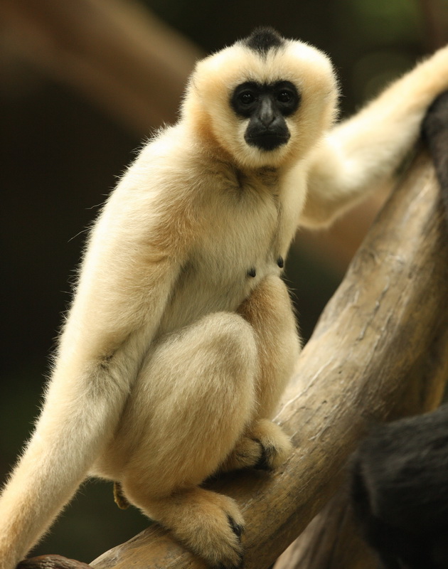 primata-hylobatidea-nomascus-gabriellae-yellow-cheeked-gibbon-1v5z2311