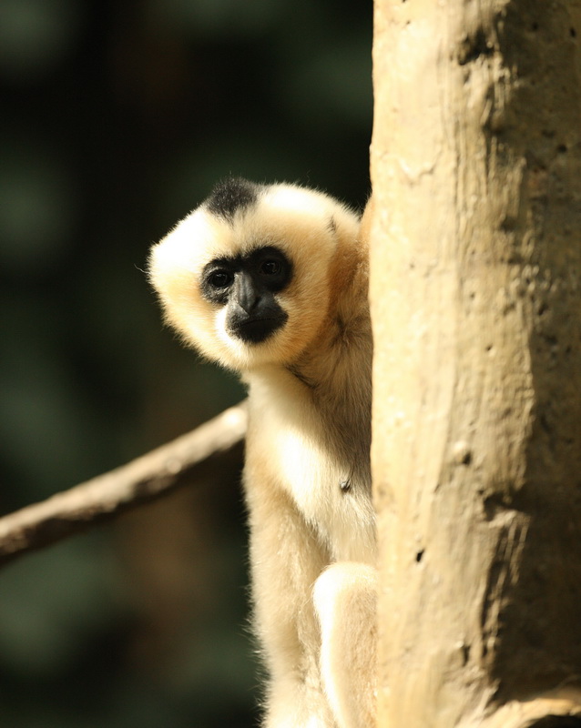primata-hylobatidea-nomascus-gabriellae-yellow-cheeked-gibbon-1v5z2342