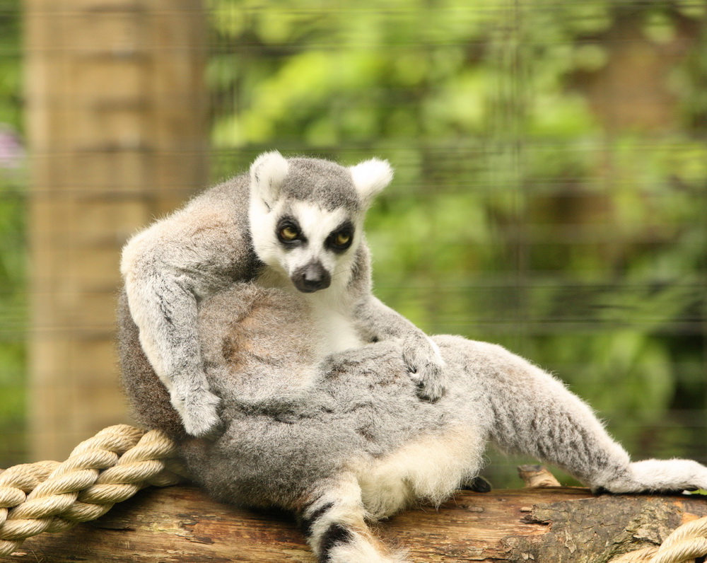 primata-lemuridae-lemur-catta-ring-tailed-lemur-1v5z7308