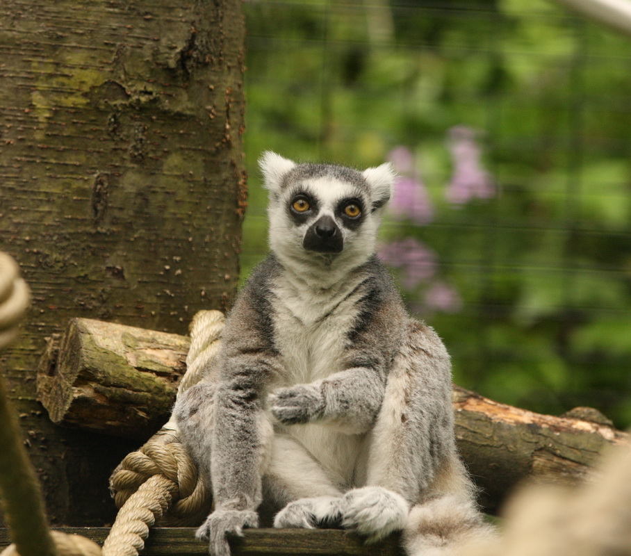 primata-lemuridae-lemur-catta-ring-tailed-lemur-1v5z7311