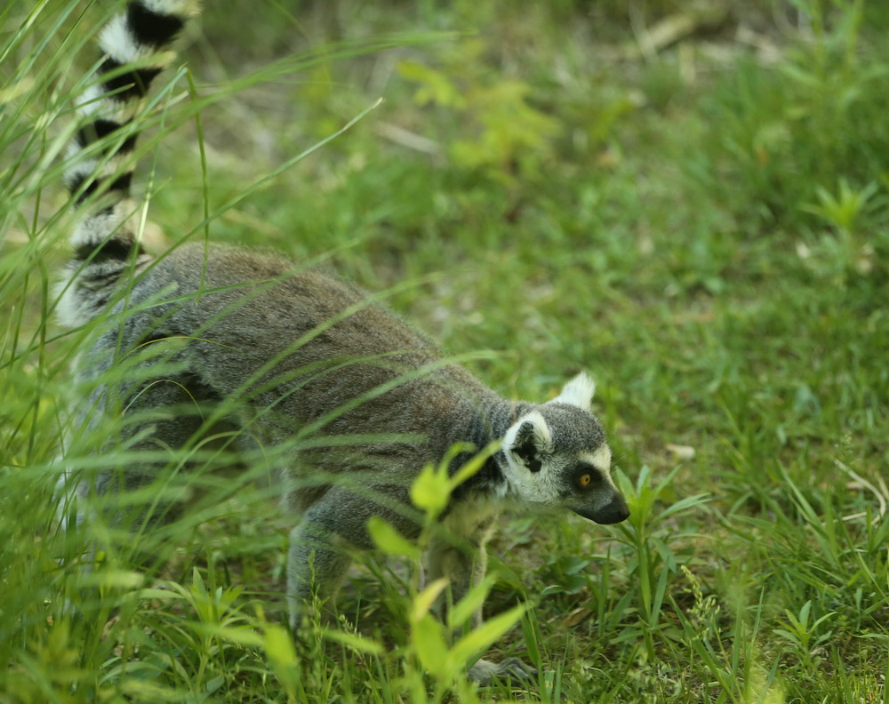 primata-lemuridae-lemur-catta-ring-tailed-lemur-b01q9400