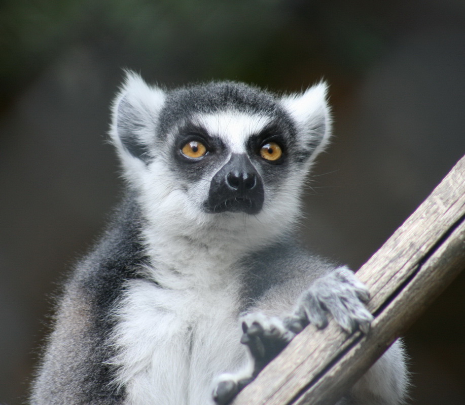 primata-lemuridae-lemur-catta-ring-tailed-lemur-img_9246