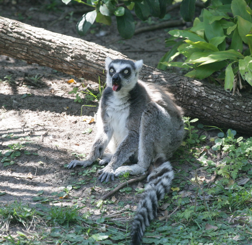 primata-lemuridae-lemur-catta-ring-tailed-lemur-xt4b2912