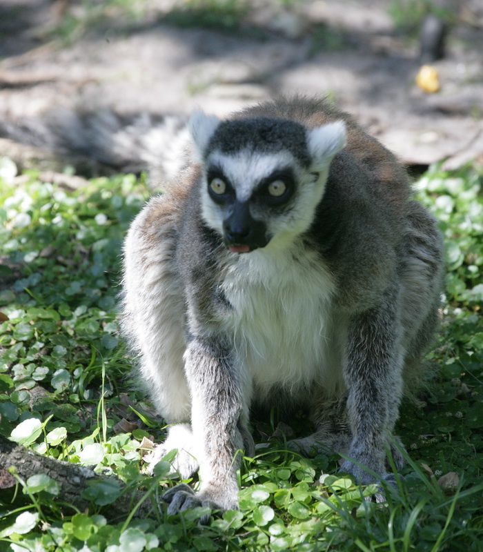 primata-lemuridae-lemur-catta-ring-tailed-lemur-xt4b2920