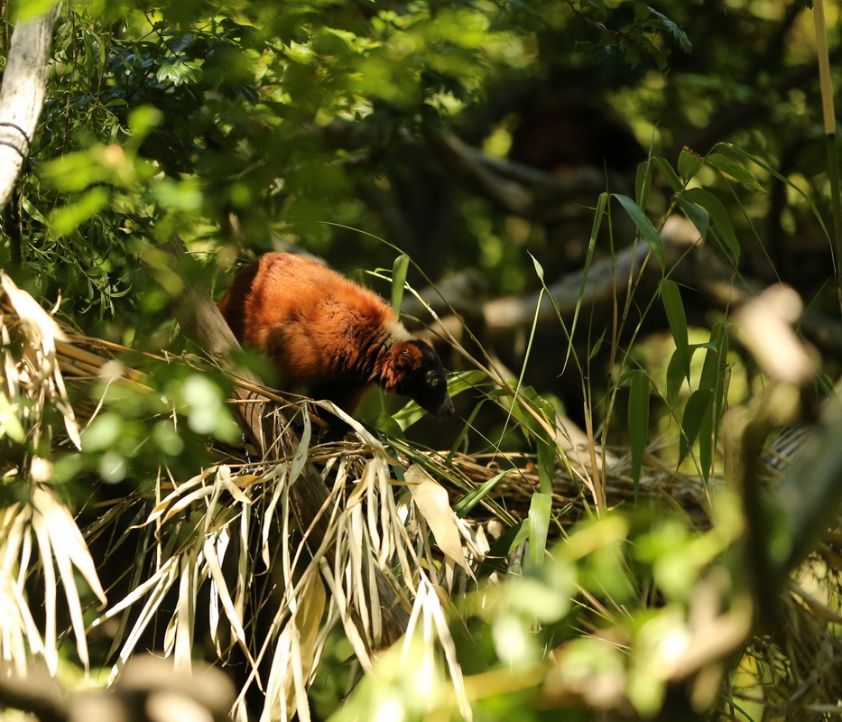 primata-lemuridae-varecia-rubra-red-ruffed-lemur-b01q2383