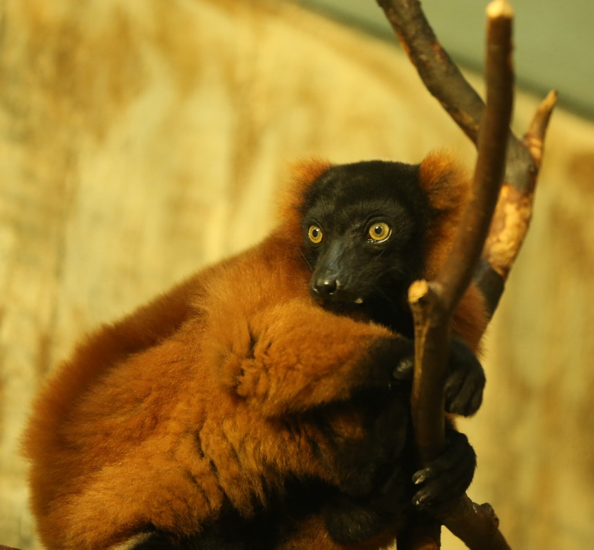primata-lemuridae-varecia-rubra-red-ruffed-lemur-b01q9940