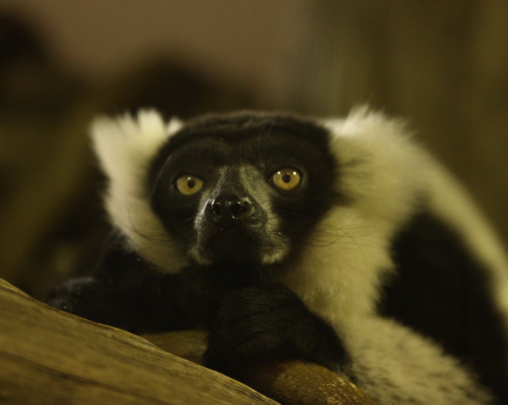 primata-lemuridae-varecia-variegata-black-and-white-ruffed-lemur-1v5z2018