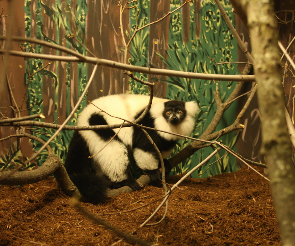 primata-lemuridae-varecia-variegata-black-and-white-ruffed-lemur-1v5z3034
