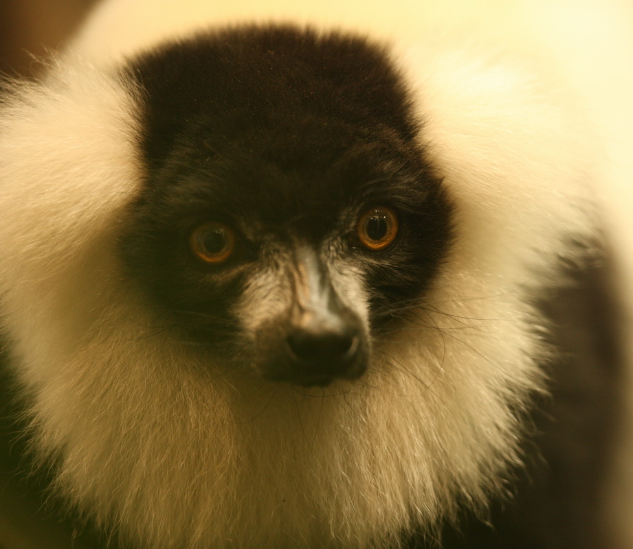 primata-lemuridae-varecia-variegata-black-and-white-ruffed-lemur-1v5z3460