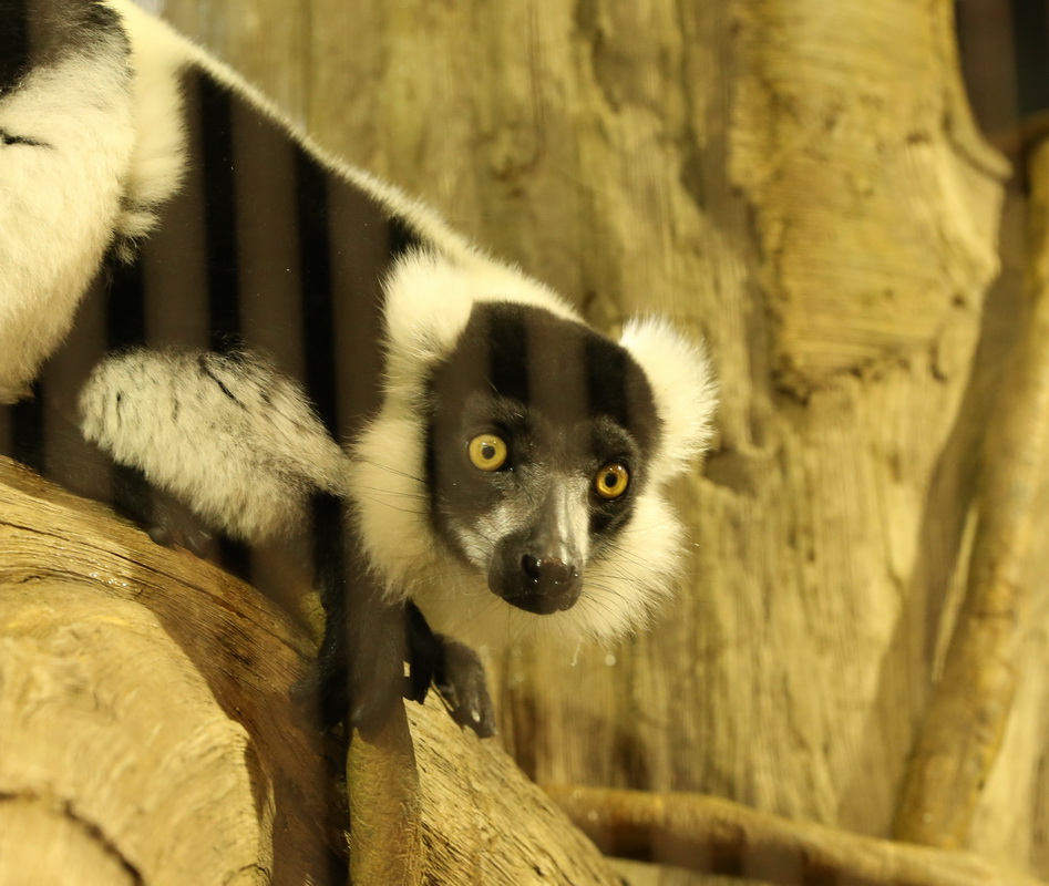 primata-lemuridae-varecia-variegata-black-and-white-ruffed-lemur-b01q1262