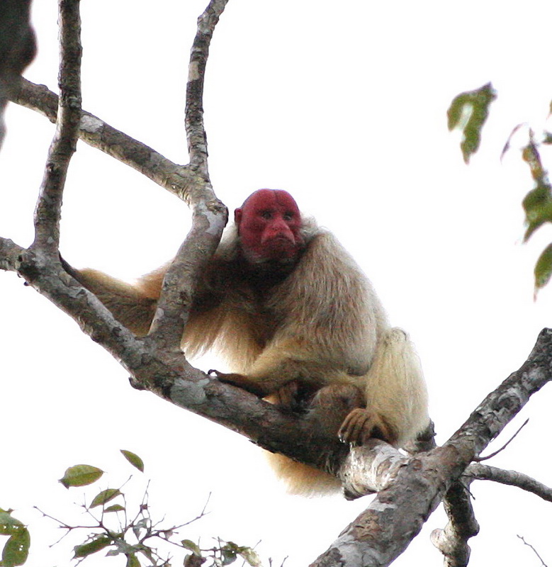 primata-pitheciidae-cacajao-calvus-bald-uakari-1v5z7976cs